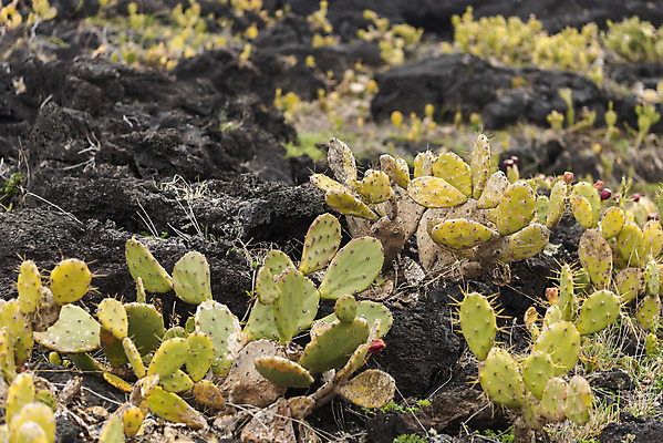 포토 JPG 주간 여행 자연 선인장 한국 풍경 사람없음 야외 제주도 봄풍경 봄 바위 선인장군락 국내포토 자연요소 식물 계절 아시아 돌_바위 생태계 천연기념물 월령리 파일형식