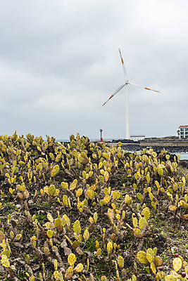 포토 JPG 주간 구름 여행 자연 하늘 바람 선인장 한국 풍경 사람없음 야외 제주도 봄풍경 봄 에너지 바위 풍력에너지 에코 선인장군락 국내포토 자연요소 식물 계절 아시아 날씨 환경 돌_바위 그린에너지 생태계 천연기념물 월령리 파일형식