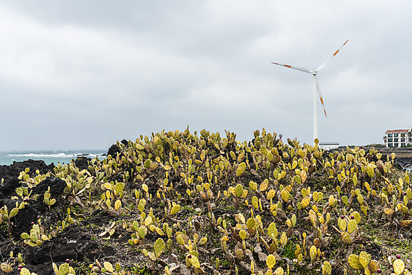 포토 JPG 주간 구름 여행 자연 하늘 바람 선인장 한국 풍경 사람없음 야외 제주도 봄풍경 봄 에너지 바위 풍력에너지 에코 선인장군락 국내포토 자연요소 식물 계절 아시아 날씨 환경 돌_바위 그린에너지 생태계 천연기념물 월령리 파일형식