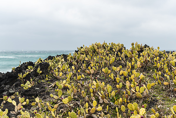 포토 JPG 주간 구름 여행 자연 하늘 선인장 한국 풍경 사람없음 야외 제주도 봄풍경 봄 바위 선인장군락 국내포토 자연요소 식물 계절 아시아 돌_바위 생태계 천연기념물 월령리 파일형식