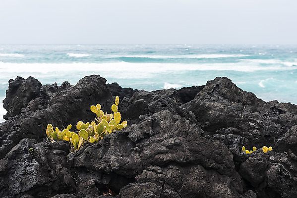 포토 JPG 주간 여행 자연 선인장 한국 풍경 사람없음 야외 제주도 봄풍경 봄 바위 선인장군락 국내포토 자연요소 식물 계절 아시아 돌_바위 생태계 천연기념물 월령리 파일형식