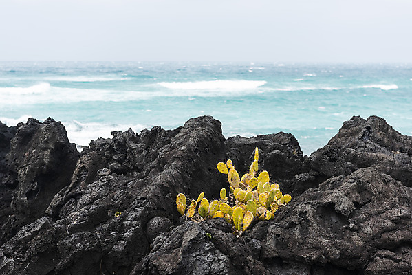 포토 JPG 주간 여행 자연 선인장 한국 풍경 사람없음 야외 제주도 봄풍경 봄 바위 선인장군락 국내포토 자연요소 식물 계절 아시아 돌_바위 생태계 천연기념물 월령리 파일형식