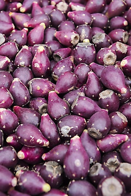 포토 JPG 주간 식물 열매 여행 자연 한국 풍경 근접촬영 사람없음 야외 제주도 봄풍경 봄 백년초 국내포토 자연요소 계절 아시아 뷰포인트 생태계 파일형식