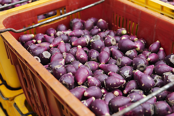 포토 JPG 주간 식물 열매 여행 자연 한국 풍경 근접촬영 사람없음 야외 제주도 바구니 봄풍경 봄 백년초 국내포토 자연요소 계절 아시아 뷰포인트 생태계 파일형식