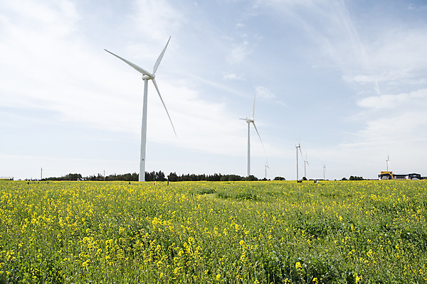 포토 JPG 주간 구름 여행 자연 하늘 바람 한국 풍경 사람없음 야외 제주도 봄풍경 봄 에너지 풍력에너지 유채 에코 유채밭 국내포토 자연요소 계절 꽃 아시아 밭 날씨 환경 그린에너지 생태계 파일형식