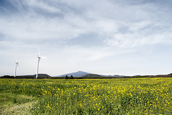 포토 JPG 주간 구름 여행 자연 하늘 바람 한국 풍경 사람없음 야외 제주도 봄풍경 봄 에너지 풍력에너지 유채 에코 유채밭 국내포토 자연요소 계절 꽃 아시아 밭 날씨 환경 그린에너지 생태계 파일형식
