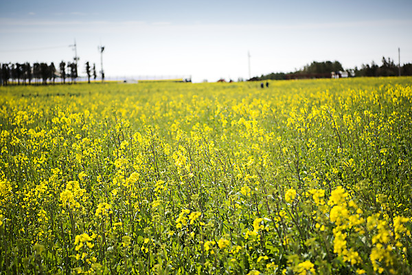 포토 JPG 주간 여행 자연 한국 풍경 사람없음 야외 제주도 봄풍경 봄 유채 유채밭 국내포토 자연요소 계절 꽃 아시아 밭 생태계 파일형식