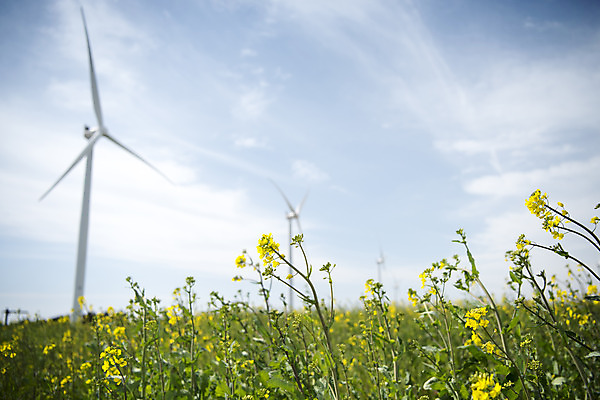 포토 JPG 주간 구름 여행 자연 하늘 바람 한국 풍경 사람없음 야외 아웃포커스 제주도 봄풍경 봄 에너지 풍력에너지 유채 에코 유채밭 국내포토 자연요소 계절 꽃 아시아 밭 날씨 촬영기법 환경 그린에너지 생태계 파일형식
