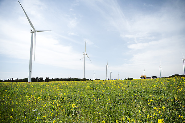 포토 JPG 주간 구름 여행 자연 하늘 바람 한국 풍경 사람없음 야외 제주도 봄풍경 봄 에너지 풍력에너지 유채 에코 유채밭 국내포토 자연요소 계절 꽃 아시아 밭 날씨 환경 그린에너지 생태계 파일형식