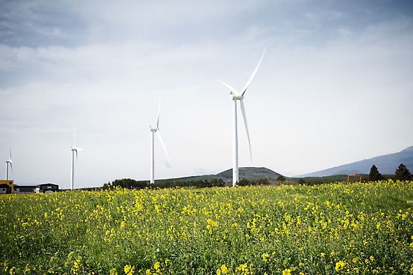 포토 JPG 주간 구름 여행 자연 하늘 바람 한국 풍경 사람없음 야외 제주도 봄풍경 봄 에너지 풍력에너지 유채 에코 유채밭 국내포토 자연요소 계절 꽃 아시아 밭 날씨 환경 그린에너지 생태계 파일형식