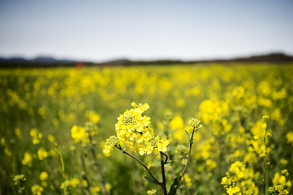 포토 JPG 주간 구름 여행 자연 하늘 한국 풍경 근접촬영 사람없음 야외 아웃포커스 제주도 봄풍경 봄 유채 유채밭 국내포토 자연요소 계절 꽃 아시아 뷰포인트 밭 촬영기법 생태계 파일형식