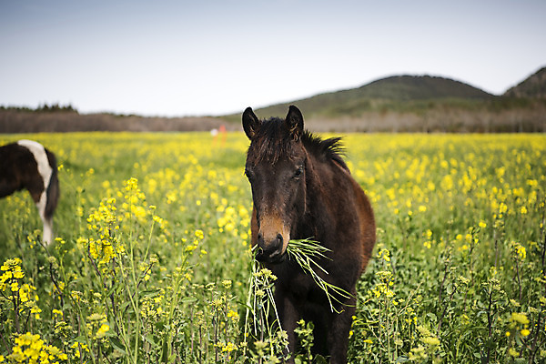 포토 JPG 주간 구름 여행 두마리 자연 하늘 한국 풍경 사람없음 야외 아웃포커스 제주도 봄풍경 봄 말_동물 유채 유채밭 국내포토 자연요소 계절 꽃 아시아 2 밭 포유류 촬영기법 생태계 파일형식