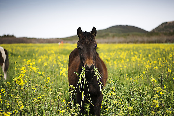포토 JPG 주간 구름 여행 두마리 자연 하늘 한국 풍경 사람없음 야외 아웃포커스 제주도 봄풍경 봄 말_동물 유채 유채밭 국내포토 자연요소 계절 꽃 아시아 2 밭 포유류 촬영기법 생태계 파일형식