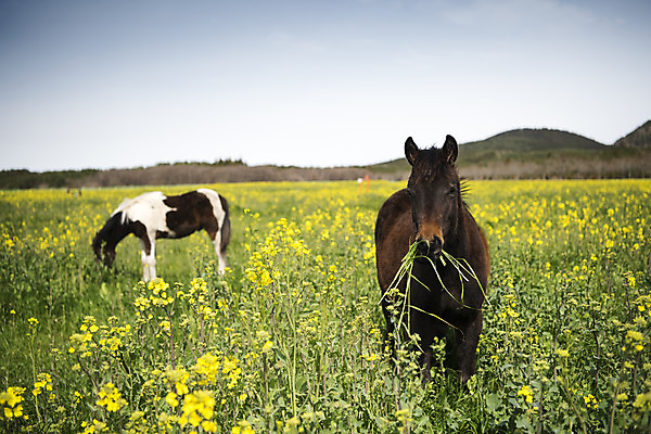 포토 JPG 주간 구름 여행 두마리 자연 하늘 한국 풍경 사람없음 야외 아웃포커스 제주도 봄풍경 봄 말_동물 유채 유채밭 국내포토 자연요소 계절 꽃 아시아 2 밭 포유류 촬영기법 생태계 파일형식