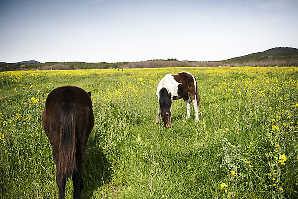 포토 JPG 주간 구름 여행 두마리 자연 하늘 한국 풍경 사람없음 야외 아웃포커스 제주도 봄풍경 봄 말_동물 유채 유채밭 국내포토 자연요소 계절 꽃 아시아 2 밭 포유류 촬영기법 생태계 파일형식