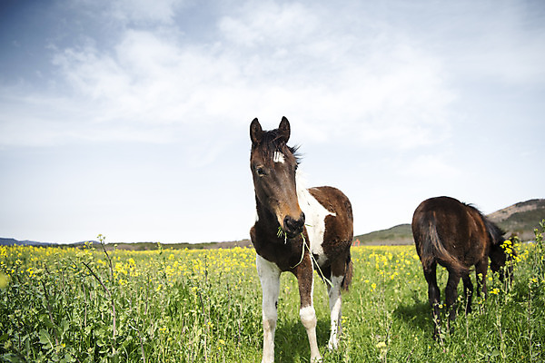 포토 JPG 주간 구름 여행 두마리 자연 하늘 한국 풍경 사람없음 야외 아웃포커스 제주도 봄풍경 봄 말_동물 유채 유채밭 국내포토 자연요소 계절 꽃 아시아 2 밭 포유류 촬영기법 생태계 파일형식