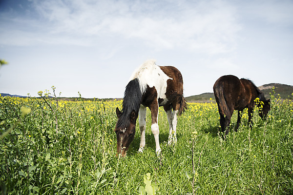 포토 JPG 주간 구름 여행 두마리 자연 하늘 한국 풍경 사람없음 야외 아웃포커스 제주도 봄풍경 봄 말_동물 유채 유채밭 국내포토 자연요소 계절 꽃 아시아 2 밭 포유류 촬영기법 생태계 파일형식