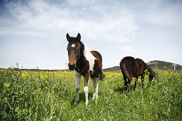 포토 JPG 주간 구름 여행 두마리 자연 하늘 한국 풍경 사람없음 야외 아웃포커스 제주도 봄풍경 봄 말_동물 유채 유채밭 국내포토 자연요소 계절 꽃 아시아 2 밭 포유류 촬영기법 생태계 파일형식