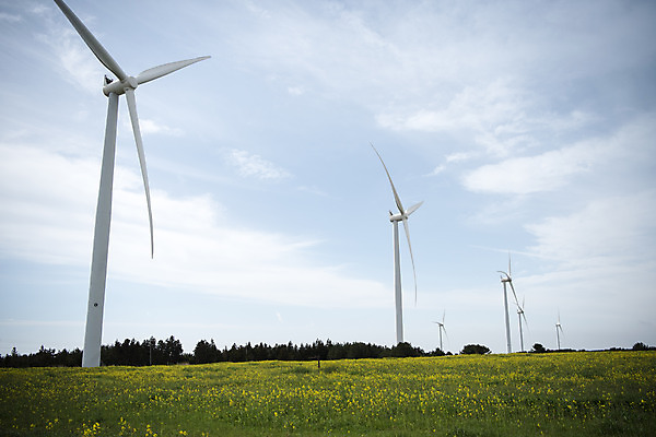 포토 JPG 주간 구름 여행 자연 하늘 바람 한국 풍경 사람없음 야외 제주도 봄풍경 봄 에너지 풍력에너지 유채 에코 유채밭 국내포토 자연요소 계절 꽃 아시아 밭 날씨 환경 그린에너지 생태계 파일형식