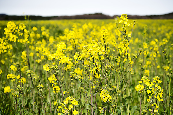 포토 JPG 주간 여행 자연 한국 풍경 근접촬영 사람없음 야외 아웃포커스 제주도 봄풍경 봄 유채 유채밭 국내포토 자연요소 계절 꽃 아시아 뷰포인트 밭 촬영기법 생태계 파일형식