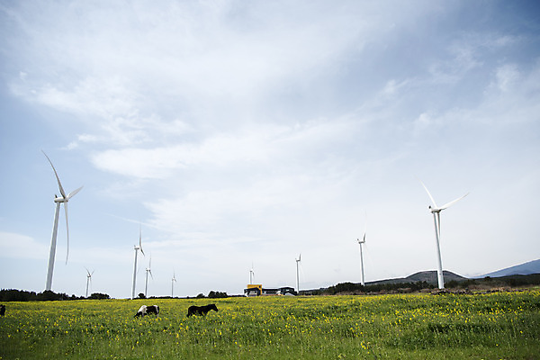포토 JPG 주간 구름 여행 두마리 자연 하늘 바람 한국 풍경 사람없음 야외 제주도 봄풍경 봄 에너지 말_동물 풍력에너지 유채 에코 유채밭 국내포토 자연요소 계절 꽃 아시아 2 밭 포유류 날씨 환경 그린에너지 생태계 파일형식