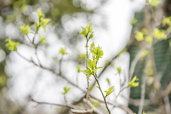 포토 JPG 주간 여행 자연 한국 풍경 사람없음 야외 아웃포커스 제주도 새싹 봄풍경 봄 벚나무 꽃봉오리 국내포토 자연요소 나무 식물 계절 꽃 아시아 촬영기법 벚꽃 생태계 파일형식