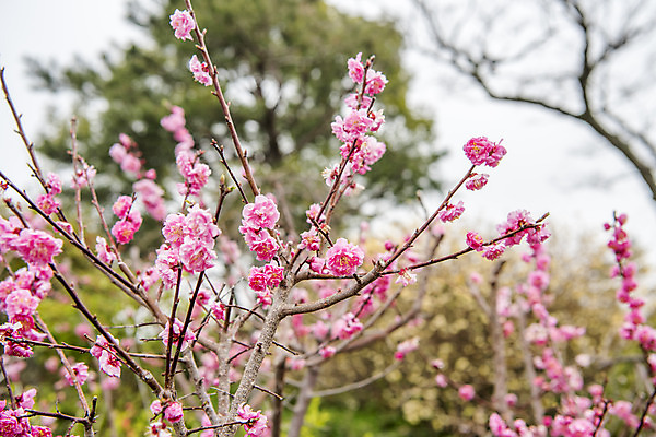 포토 JPG 주간 여행 자연 한국 풍경 사람없음 야외 아웃포커스 제주도 봄풍경 봄 나뭇가지 매화 매화나무 국내포토 자연요소 나무 계절 꽃 아시아 촬영기법 생태계 파일형식