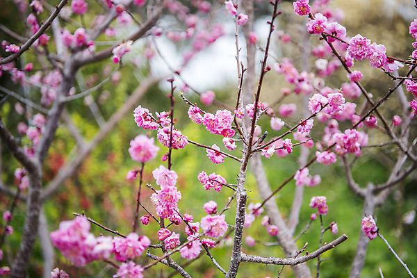 포토 JPG 주간 여행 자연 한국 풍경 사람없음 야외 아웃포커스 제주도 봄풍경 봄 나뭇가지 매화 매화나무 국내포토 자연요소 나무 계절 꽃 아시아 촬영기법 생태계 파일형식