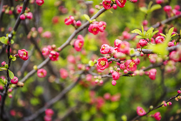 포토 JPG 주간 여행 자연 한국 풍경 사람없음 야외 아웃포커스 제주도 봄풍경 봄 나뭇가지 매화 매화나무 국내포토 자연요소 나무 계절 꽃 아시아 촬영기법 생태계 파일형식