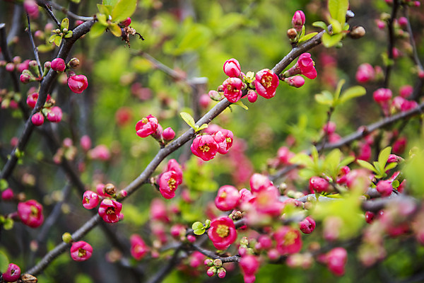 포토 JPG 주간 여행 자연 한국 풍경 사람없음 야외 아웃포커스 제주도 봄풍경 봄 나뭇가지 매화 매화나무 국내포토 자연요소 나무 계절 꽃 아시아 촬영기법 생태계 파일형식