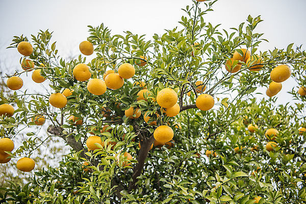포토 JPG 주간 나무 여행 자연 귤 한국 풍경 사람없음 야외 제주도 봄풍경 봄 귤나무 제철과일 국내포토 자연요소 식물 계절 아시아 과일 생태계 제철 파일형식