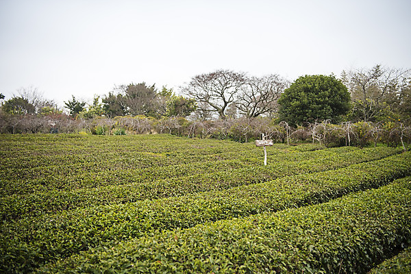 포토 JPG 주간 여행 자연 하늘 한국 풍경 사람없음 야외 제주도 봄 녹차밭 국내포토 자연요소 계절 아시아 밭 녹차 생태계 파일형식