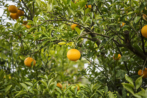 포토 JPG 주간 나무 여행 자연 귤 한국 풍경 사람없음 야외 제주도 봄풍경 봄 귤나무 제철과일 국내포토 자연요소 식물 계절 아시아 과일 생태계 제철 파일형식