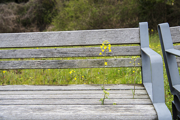 포토 JPG 주간 여행 벤치 자연 한국 풍경 사람없음 야외 제주도 봄풍경 봄 유채 국내포토 자연요소 계절 꽃 아시아 의자 생태계 파일형식