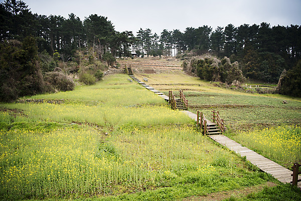 포토 JPG 주간 여행 유적지 자연 한국 풍경 사람없음 야외 제주도 봄풍경 봄 항몽유적지 다크투어리즘 국내포토 자연요소 계절 아시아 고건축 생태계 파일형식