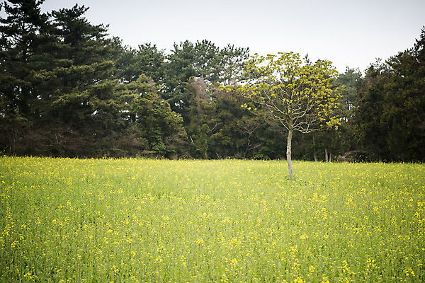 포토 JPG 주간 나무 여행 유적지 자연 한국 풍경 사람없음 야외 제주도 봄풍경 봄 유채 유채밭 항몽유적지 다크투어리즘 국내포토 자연요소 식물 계절 꽃 아시아 고건축 밭 생태계 파일형식