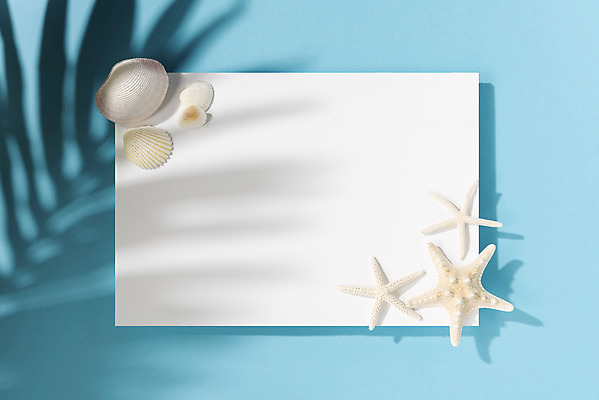 포토 JPG 스튜디오촬영 배너 계절 바다 백그라운드 휴가 조개 불가사리 실내 그림자 사람없음 여름 파란색 여름휴가 바캉스 하이앵글 오브젝트 야자수잎 플랫레이 카피스페이스 국내포토 뷰포인트 컬러 잎 어패류 극피동물 내부 공백 플랫 파일형식 여름_계절