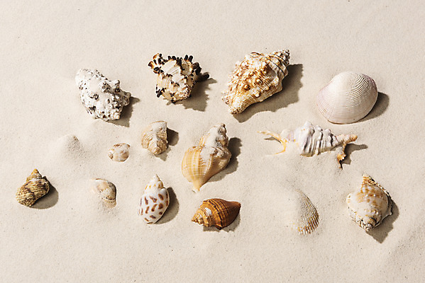 포토 JPG 스튜디오촬영 계절 모래 바다 백그라운드 휴가 조개 실내 해변 사람없음 여름 여름휴가 바캉스 하이앵글 모래사장 갈색 소라 오브젝트 플랫레이 국내포토 뷰포인트 컬러 어패류 내부 플랫 파일형식 여름_계절