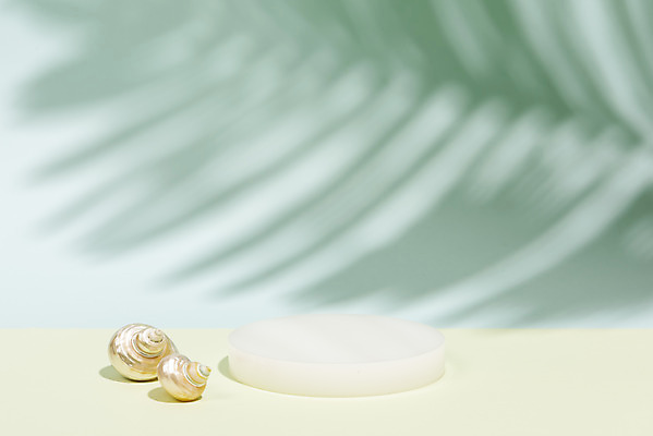 포토 JPG 스튜디오촬영 식물 계절 백그라운드 휴가 실내 그림자 사람없음 초록색 여름 여름휴가 바캉스 소라 오브젝트 야자수잎 국내포토 컬러 잎 어패류 내부 파일형식 여름_계절