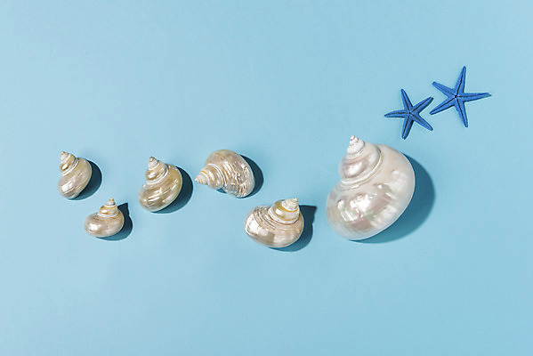 포토 JPG 스튜디오촬영 계절 종이 바다 백그라운드 휴가 불가사리 실내 사람없음 여름 파란색 여름휴가 바캉스 하이앵글 소라 오브젝트 플랫레이 국내포토 뷰포인트 컬러 어패류 극피동물 내부 플랫 파일형식 여름_계절