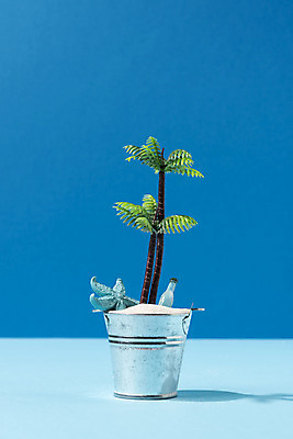 포토 JPG 스튜디오촬영 식물 계절 화분 모래 백그라운드 휴가 유리병 불가사리 실내 사람없음 여름 파란색 여름휴가 바캉스 야자수 미니어처 양동이 오브젝트 국내포토 나무 컬러 병_용기 극피동물 내부 모형 파일형식 여름_계절