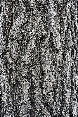 포토 JPG 주간 나무 벽 백그라운드 패턴 근접촬영 사람없음 야외 목재 나뭇결 검은색 빈티지 질감 나무벽 국내포토 자연요소 식물 뷰포인트 컬러 컨셉 무늬 재료 파일형식