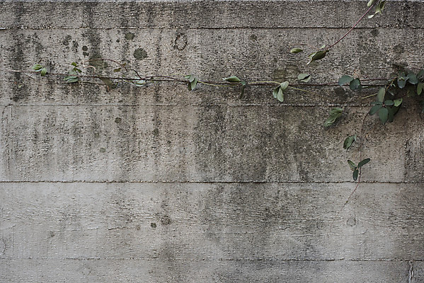 포토 JPG 주간 벽 백그라운드 잎 근접촬영 사람없음 야외 회색 빈티지 지저분함 덩굴 질감 시멘트벽 국내포토 자연요소 식물 뷰포인트 컬러 컨셉 감각 파일형식