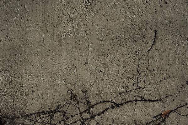 포토 JPG 주간 벽 백그라운드 근접촬영 사람없음 야외 빈티지 덩굴 질감 돌벽 베이지색 국내포토 자연요소 식물 뷰포인트 컬러 컨셉 파일형식