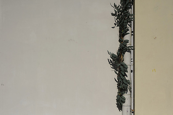 포토 JPG 주간 벽 백그라운드 근접촬영 사람없음 야외 빈티지 덩굴 질감 파이프 베이지색 국내포토 자연요소 식물 뷰포인트 컬러 컨셉 파일형식