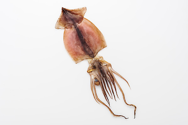 포토 JPG 스튜디오촬영 건조 실내 누끼 사람없음 하이앵글 가공식품 안주 오브젝트 오징어 흰배경 건어물 마른안주 플랫레이 반건조오징어 국내포토 뷰포인트 백그라운드 연체동물 내부 수중동물 흰색 플랫 파일형식