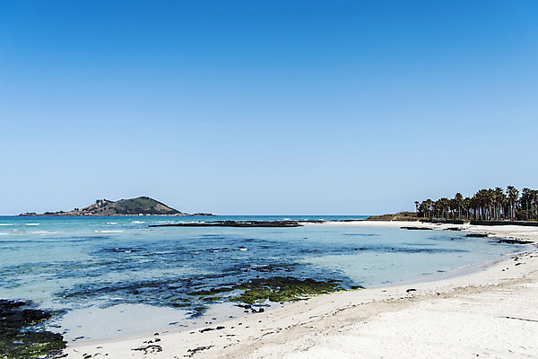 포토 JPG 주간 나무 여행 자연 하늘 한국 풍경 해변 사람없음 야외 제주도 맑음 봄 해수욕장 협재해수욕장 국내포토 자연요소 식물 계절 아시아 바다 날씨 생태계 파일형식
