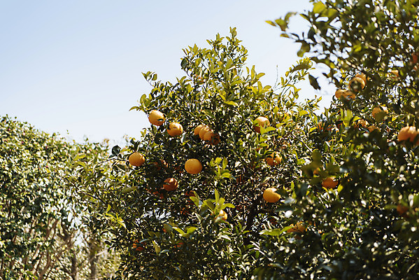 포토 JPG 주간 나무 로우앵글 여행 자연 하늘 귤 한국 풍경 사람없음 야외 제주도 맑음 봄 귤나무 노리매공원 제철과일 국내포토 자연요소 식물 계절 공원 아시아 뷰포인트 과일 날씨 생태계 제철 파일형식