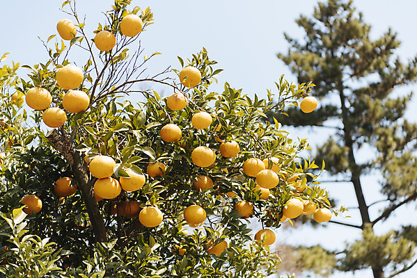 포토 JPG 주간 나무 로우앵글 여행 자연 하늘 귤 한국 풍경 사람없음 야외 제주도 맑음 봄 귤나무 노리매공원 제철과일 국내포토 자연요소 식물 계절 공원 아시아 뷰포인트 과일 날씨 생태계 제철 파일형식