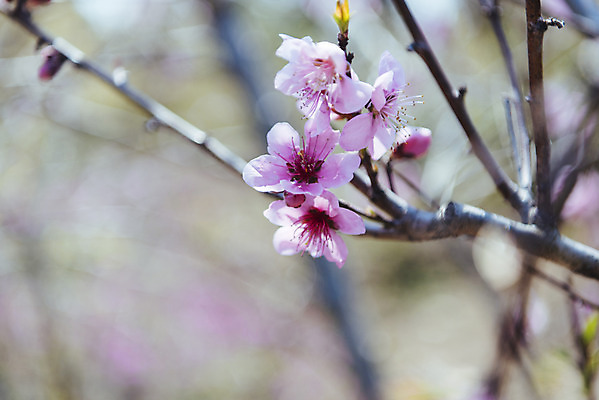 포토 JPG 주간 공원 여행 자연 한국 풍경 사람없음 야외 아웃포커스 제주도 맑음 봄 매화 매화나무 클로즈 국내포토 자연요소 나무 계절 공공시설 꽃 아시아 날씨 촬영기법 생태계 파일형식